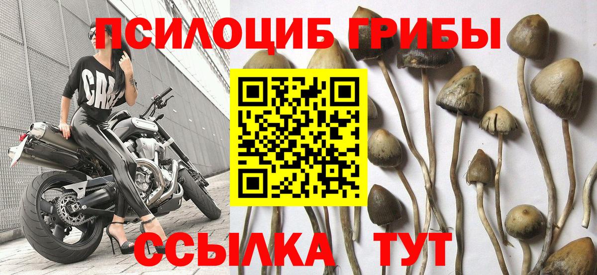 Псилоцибиновые грибы Psilocybe Славянск-на-Кубани